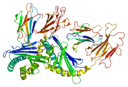 Antigen-presenting glycoprotein CD1d