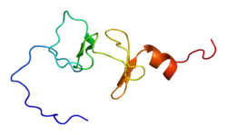 Four and a half LIM domain protein 1