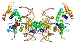 Forkhead-Box-Protein P2