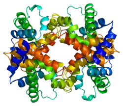 β-Globin