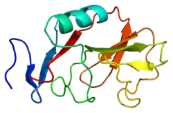 Natural killer cells antigen CD94