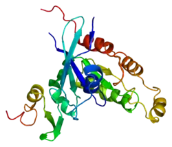 Serin/Threonin-Protein Kinase PAK1