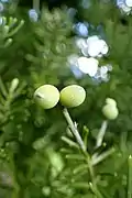 Kirscheiben (Pflaumen-Steineibe u. a.) (Keine Frucht nur der Arillus)