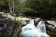 Im Bergwald oberhalb von Bastelica