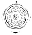 Blütendiagramm von Prunus padus