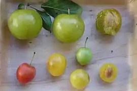 Früchte im Vergleich: oben P.&nbsp;vachuschtii und unten P.&nbsp;cerasifera