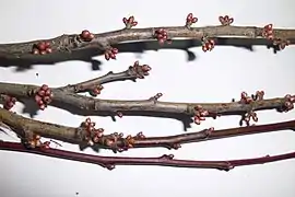 Blüten- und Triebknospen
