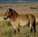 Alle Przewalski-Pferde sind Bay Dun