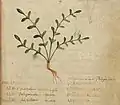 Pseudo-Apuleius.......... 6. Jahrhundert