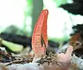 Pseudocolus fusiformis