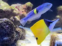 P. bleekeri, Sekundärmännchen, unten ein Gelber Masken-Pinzettfisch