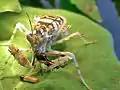 Afrikanische Blütenmantis mit Beute.
