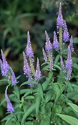Langblättriger Ehrenpreis(Veronica longifolia)