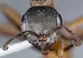 Pseudomyrmex cladoicus