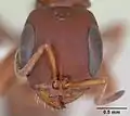 Pseudomyrmex denticollis