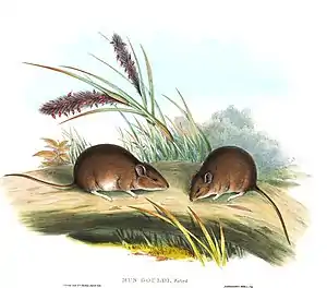 Gould-Maus