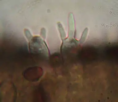 Pleurozystiden