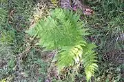Farne (Pteridium aquilinum, Diplazium esculentum, Lygodium spp.) (von Pteridium esculentum die Wurzeln)
