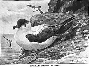 Südtrinidad-Sturmvogel (Pterodroma arminjoniana) in The Auk, 1914