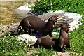 Riesenotter (Pteronura brasiliensis)