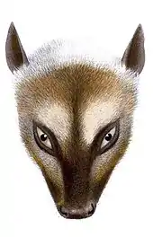 Kopf
