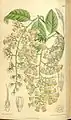 Illustration von Pterostyrax hispidus
