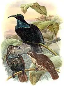 Schild-Paradiesvogel
