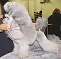 Silberner Showpudel im Puppy-Clip