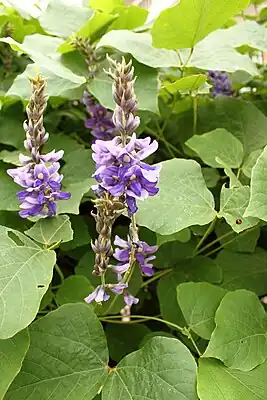 Kudzu
