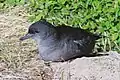 Puffinus tenuirostris