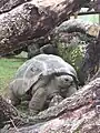 Aldabra-Riesenschildkröte