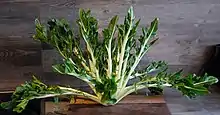 Puntarelle