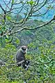 Weißbartlangur (Trachypithecus vetulus)