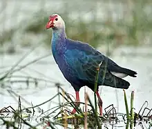 Purpurhuhn (Porphyrio porphyrio poliocephalus)