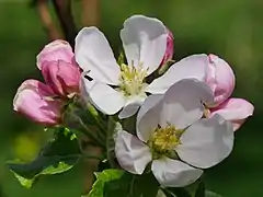 Blüten