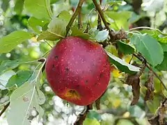 Frucht am Baum