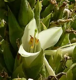 Ausschnitt des Blütenstandes mit Blüte