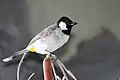 Weißohrbülbül (Pycnonotus leucotis)