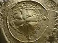 Wurzelmundqualle Rhizostomites admirandus
