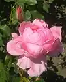 ‘Queen Elizabeth’, Germain’s Seed & Plant Co., 1955