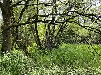 Quellgebiet der Dörpe in Stoote