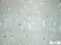 Mikroskopierter Querschnitt von Dalbergia cearensis (500 nm)