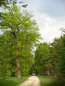 Im Forstenrieder Park