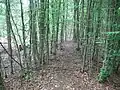 Auf dem Wall