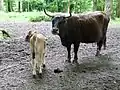 Das Heckrind, eine Abbildzüchtung des Auerochsen