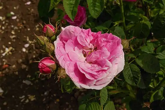Rosa x centifolia L.