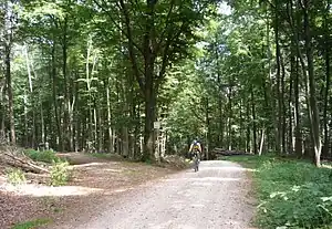 Hessischer Radfernweg R6 auf dem Herzogsweg nahe der Platte
