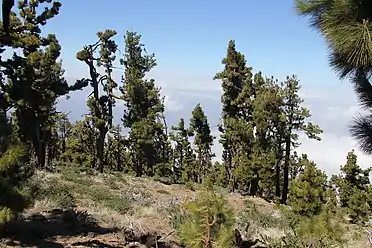 Strenges NaturreservatPinar de Garafía