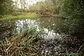 Sumpftümpel im Naturschutzgebiet Bois des Agneux in Rue