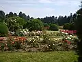 Rosarium Iași